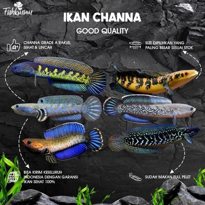 Altx- Ikan Channa Grade A - Auranti, Andrao, Blue Pulchra, Maru, Stewarti