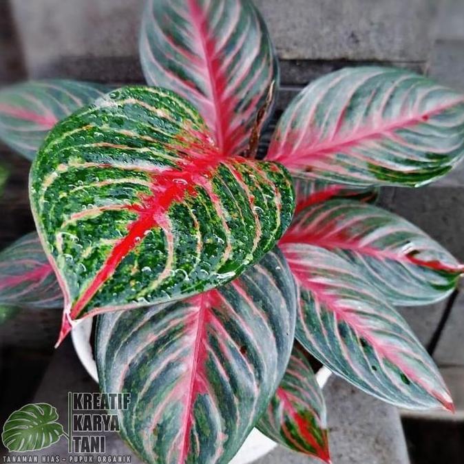 (PE) Tanaman hias aglonema red borju - Aglonema red borju