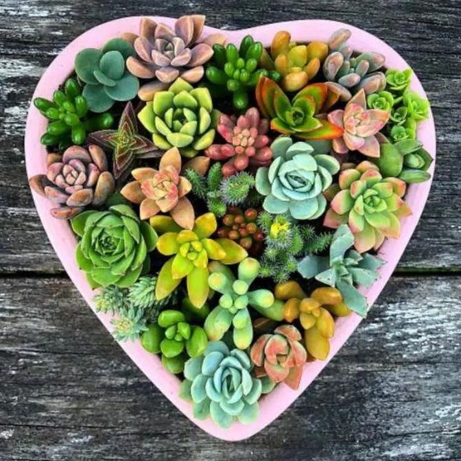 Paket 30 Buah Tanaman Hias Kaktus Sukulen Mini Dekorasi Rumah Cantik