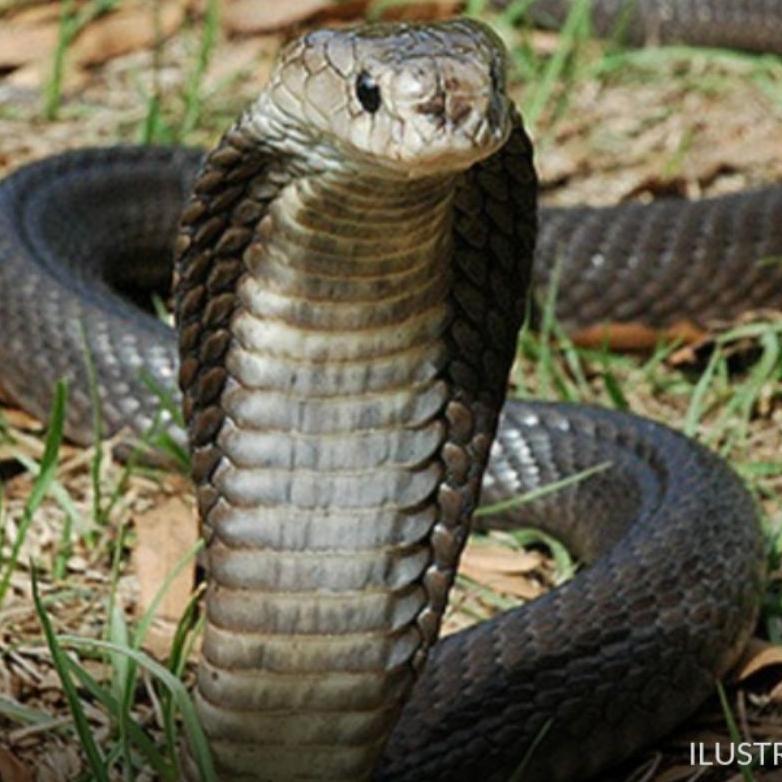 EMPEDU ULAR COBRA ASLI KERING IBU AMINAH KHASIAT LUAS