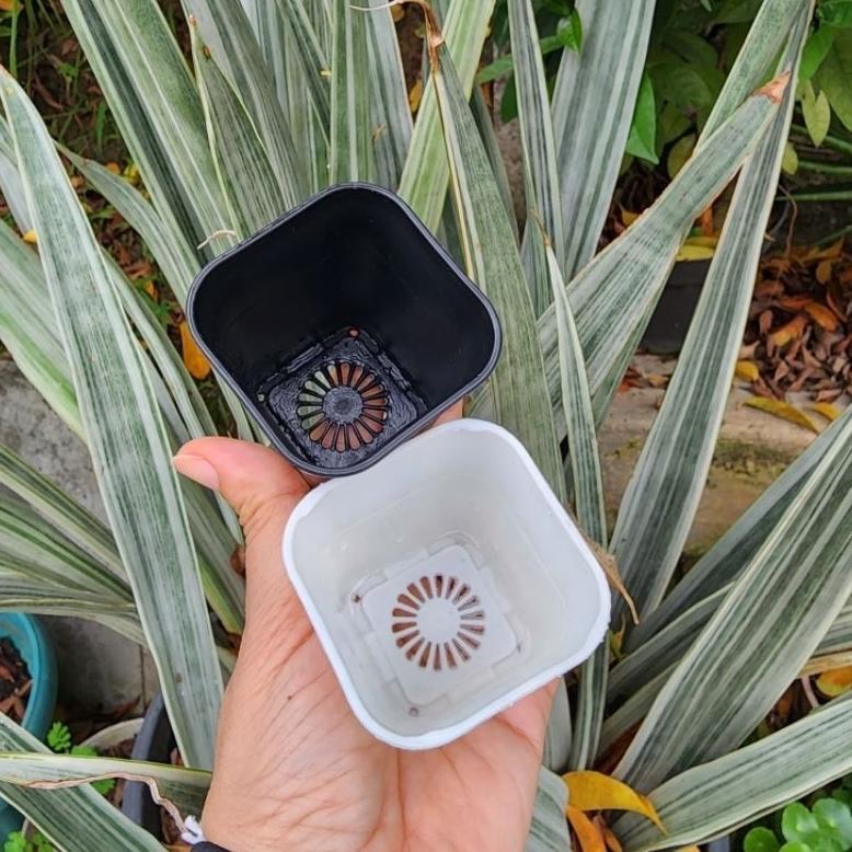 Promo Cod (1Pc) Hdg Kotak Segi Uk 5 : Pot Bunga Plastik Kotak Segi Tinggi Kecil Mungil Untuk Kaktus 