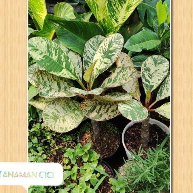 BEBAS ONGKIR - Tanaman kamboja bali varigata