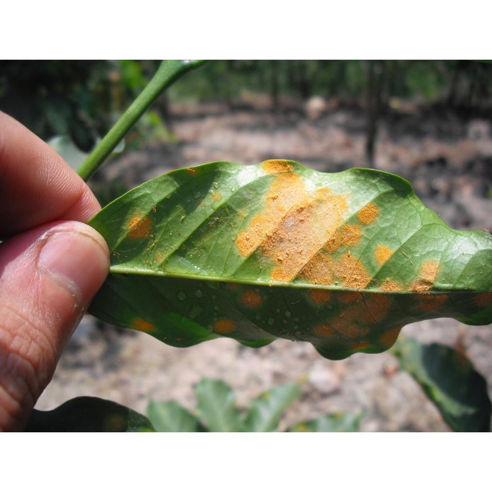 Fungisida Bakterisida Alami Nordox 56WP 500 gr ASLI 100% Obat Oles Busuk Batang Tanaman Jeruk Mangga