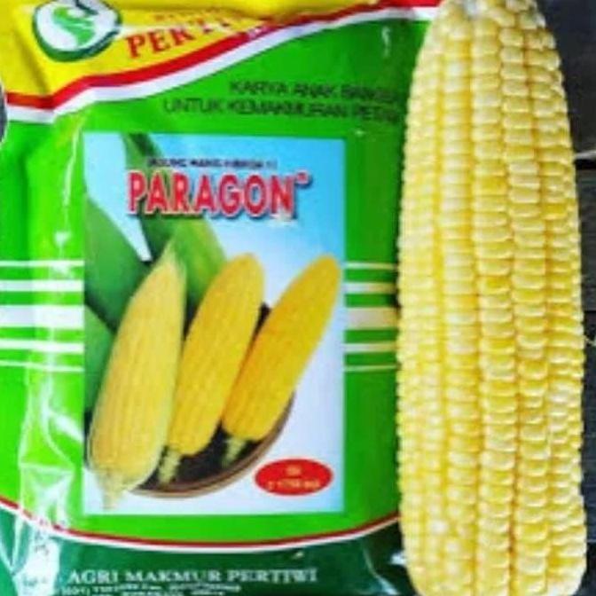 TERMURAH - Benih jagung manis PARAGON F1 250 gram biji jagung manis hibrida dari benih pertiwi