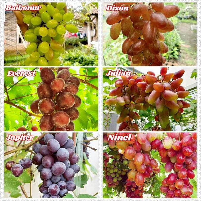paket 6 bibit anggur import - bibit anggur unggul - bibit buah anggur PREMIUM