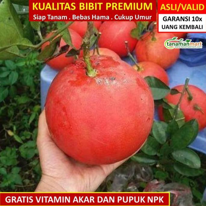 Promo Bibit Tanaman Buah JERUK RED PAMELO Unggul, Murah, Bergaransi COD