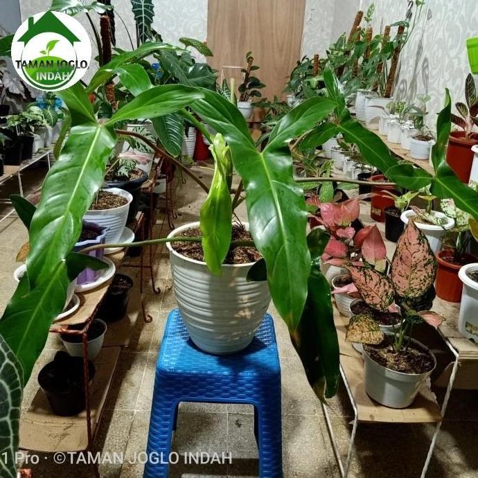 Tanaman Hias Philodendron Mexicanum Philo Promo