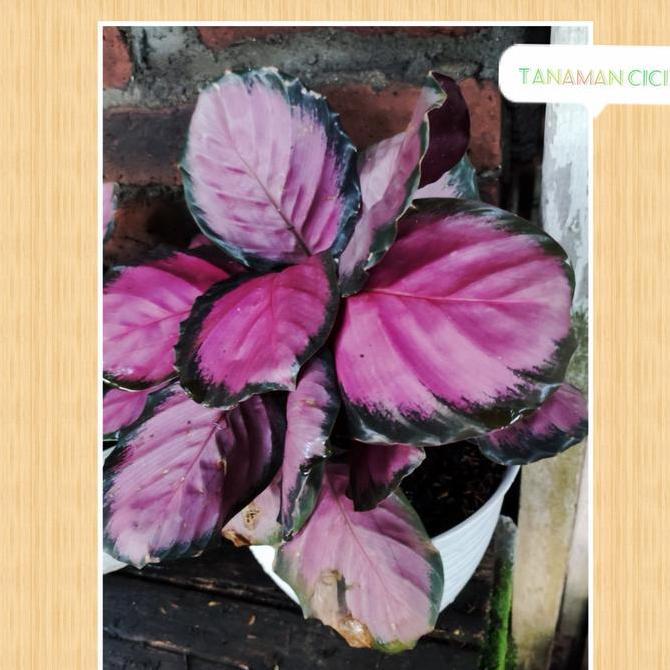 Calathea Crimson besar rimbun on pot putih