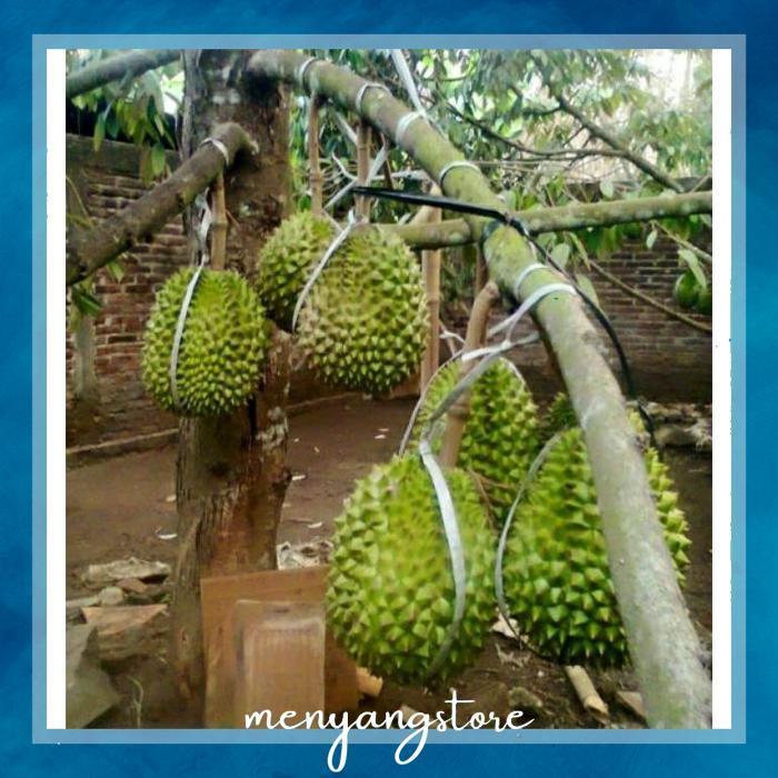 Eh76 gfd-12 EVY-510 bibit Durian Matahari tinggi 1 meter batang besar siap berbuah Termurah Murah He