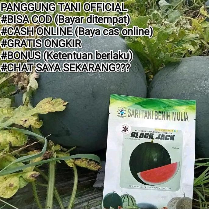 Terlaris Benih Bibit Semangka Non Biji Jumbo Berbobot Black Jack F1 (Tahan Virus, Buah Setipe : Amar