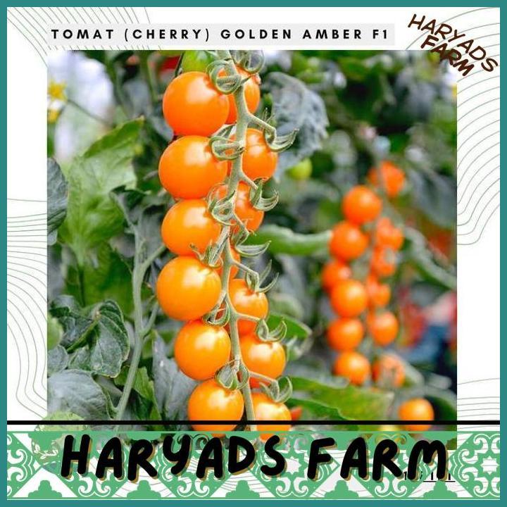 HF BENIH BIBIT BIJI - ORANGE TOMATO CHERRY GOLDEN AMBER F1 TOMAT CERI ORANYE HIBRIDA SEEDS - RASA MA