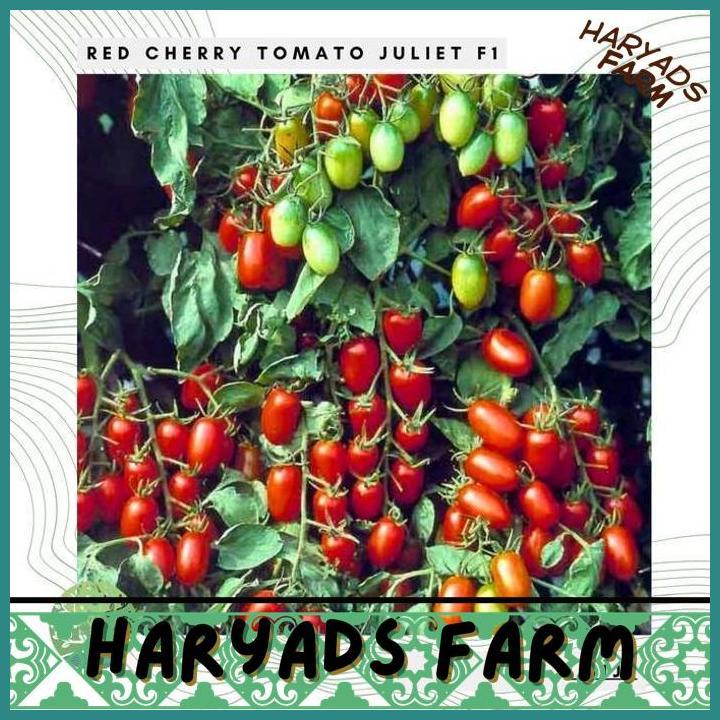 HF BENIH BIBIT BIJI - RED CHERRY TOMATO JULIET F1 TOMAT MINI CERI MERAH HIBRIDA SEEDS - TAHAN TERHAD