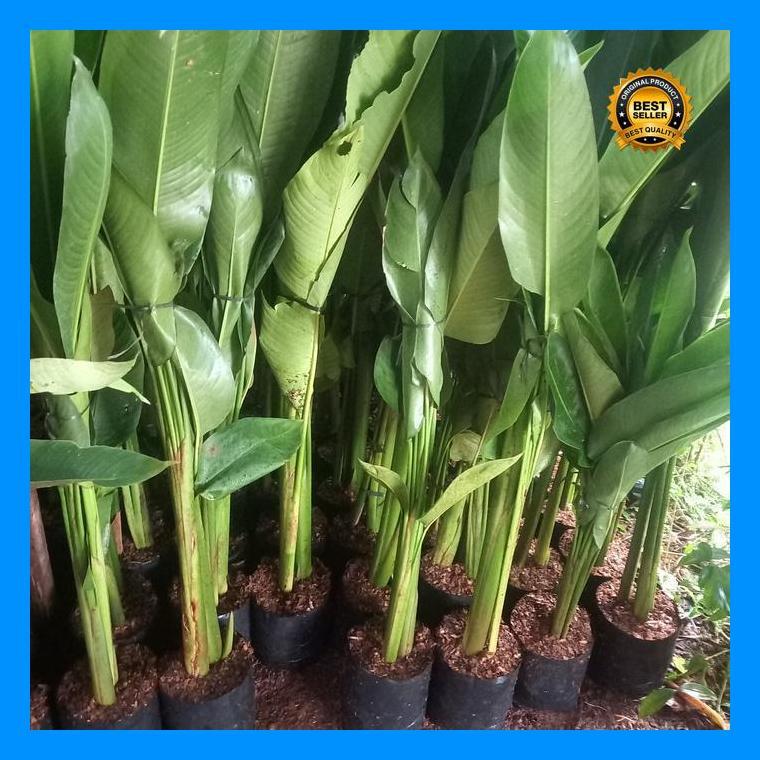 (Terbaru) Paket (10Btg) Heliconia Thaii/Heliconia Golden Touch Bestseller