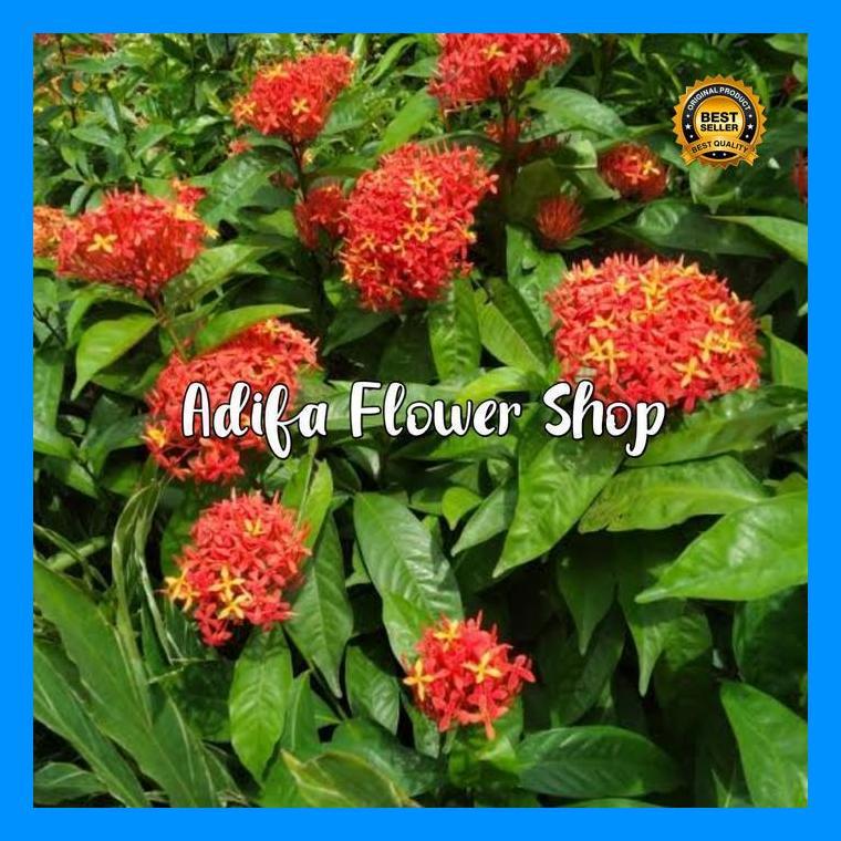 (Promo) Tanaman Asoka Besar King Warna Merah Asoka Holand Bestseller