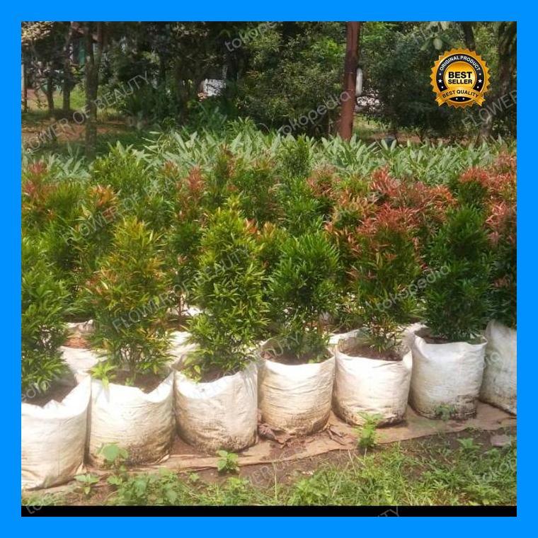 (Diskon) Pohon Pucuk Merah 50 Cm Bestseller