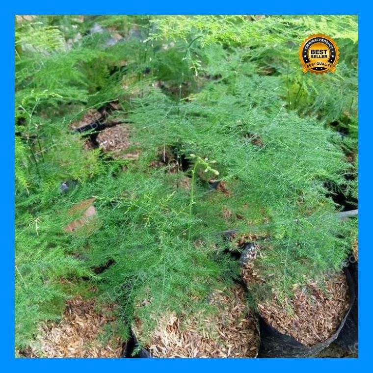 (Ready) Bambu Mini. Tanaman Hias. Tanaman Hias Bambu Mini Bestseller