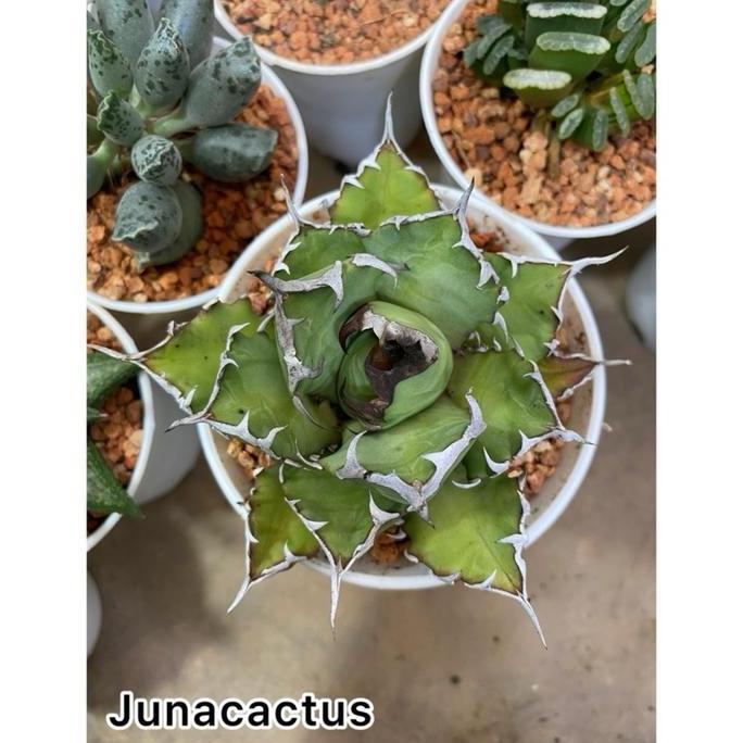 Terlaris Agave_ Agave Titanota Kyoto