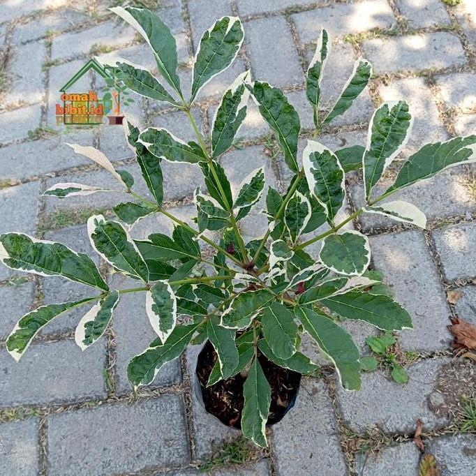 Terlaris Tanaman Langka Pohon Sosis Variegata /Kigelia Africana