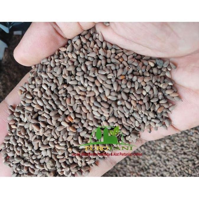 Terlaris Biji Balsa Bibit Tanaman Kayu Balsa 500 Gram