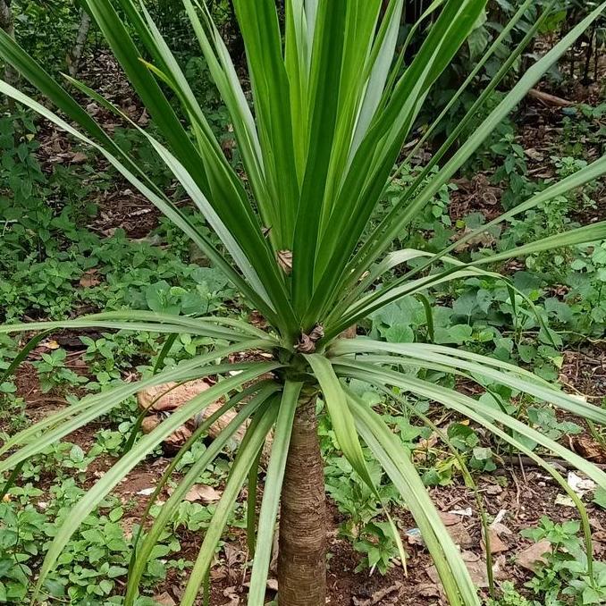Terlaris Pandan Bali 1 Meter + Pot