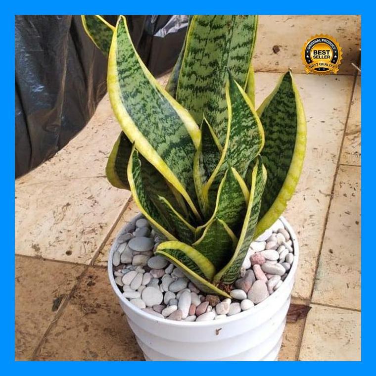 (Promo) Sensivera Mini/Lidah Mertua Super Rimbun + Pot Bestseller