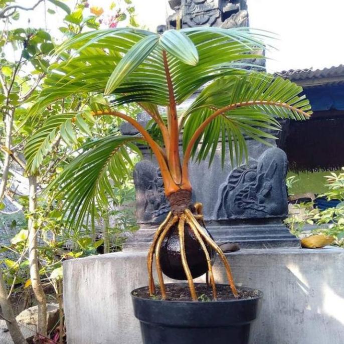 TANAMAN HIAS KELAPA BONSAI-BONSAI KELAPA