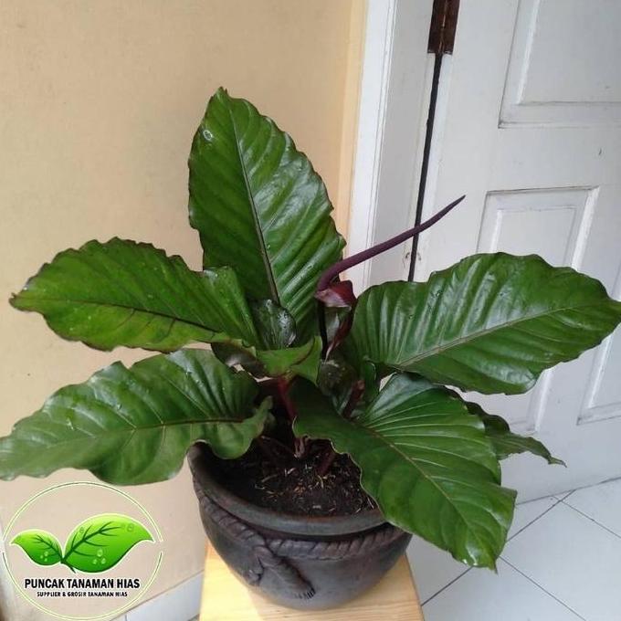 Tanaman hias anthurium black beauty - Anturium black beauty