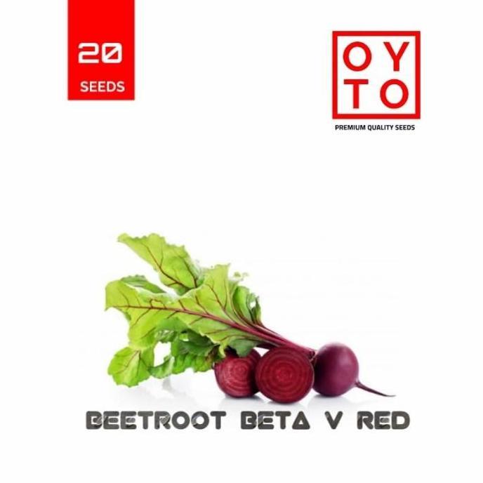 POHON BUAH BIT MERAH BIBIT TANAMAN BEET ROOT RED BISA COD  ya