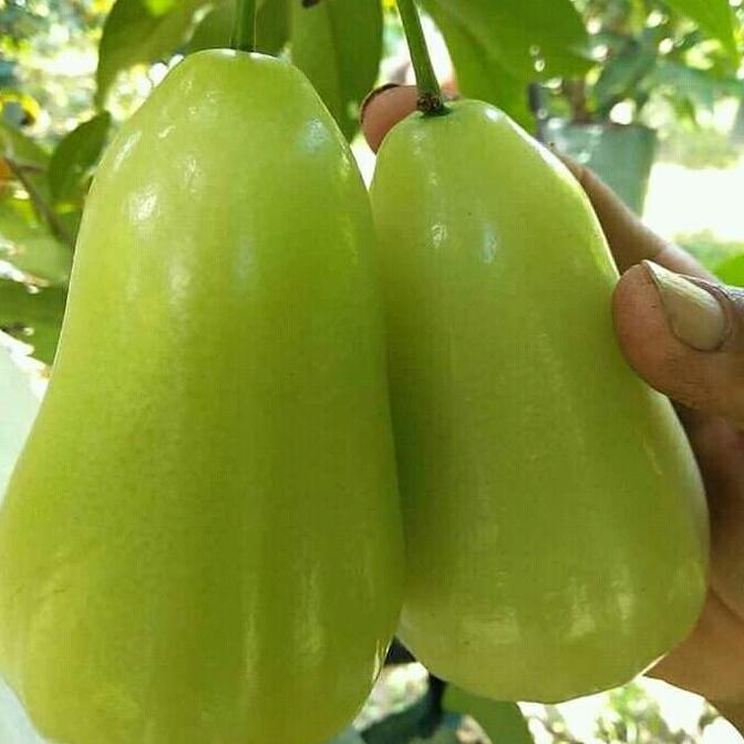 Bibit tanaman jambu madu deli jumbo cangkok