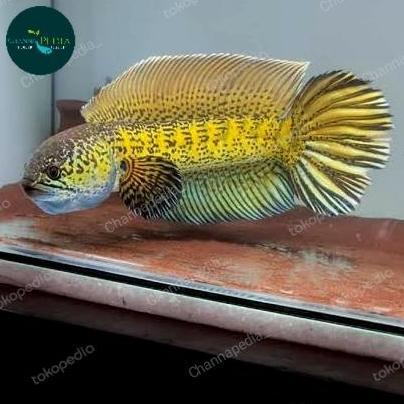 CHANNA AURANTI BABY SEHAT BERGARANSI