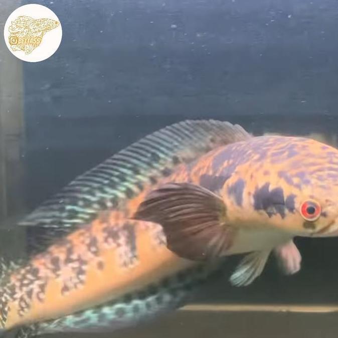 CHANNA MARU YELLOW SENTARUM BATIK MALE 65CM FULL BUNGA FULL BATIK DORSAL ANAL REALPICT