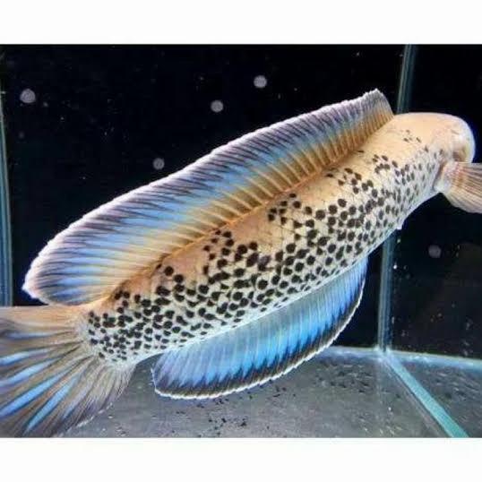 IKAN CHANNA STEWARTI KARBI GRADE A JAMINAN FULL DOT