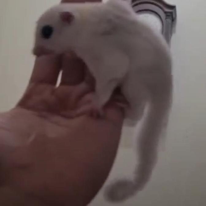 TERBARU sugar glider white mozaik BISA GOSEND
