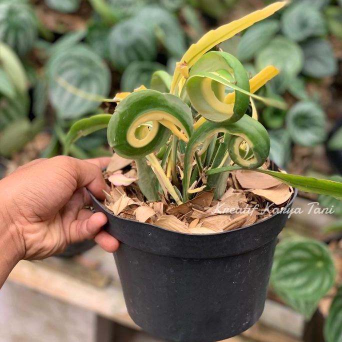 Tanaman hias wijaya kusuma tanduk varigata - Wijaya kusuma varigata