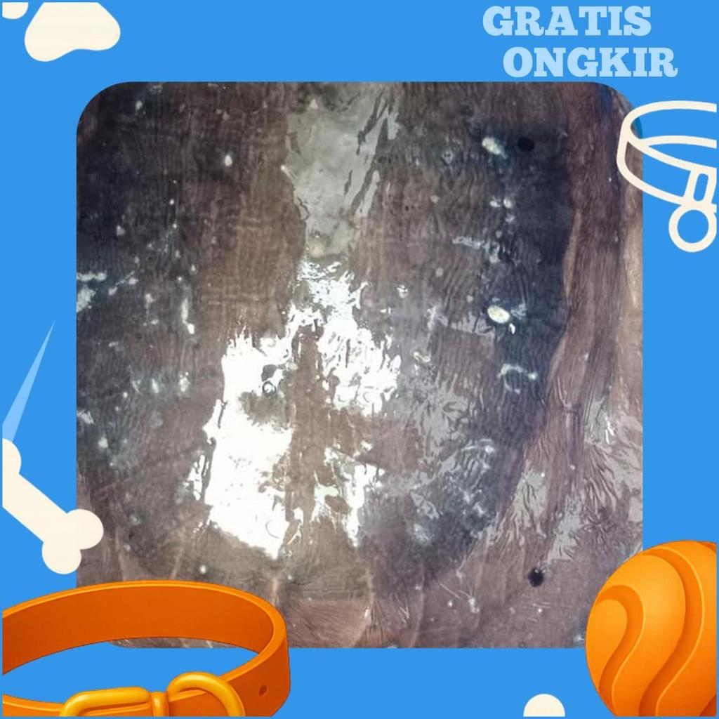 Labi Labi Besar/Jumbo Hidup1Kg