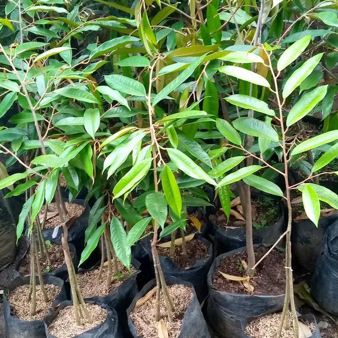 Terlaris Bibit Pohon Durian Montong Kaki 3 Benih Durian