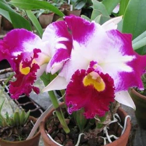 Terlaris Anggrek Cattleya Chan Hsiu Jewel Shan Mei