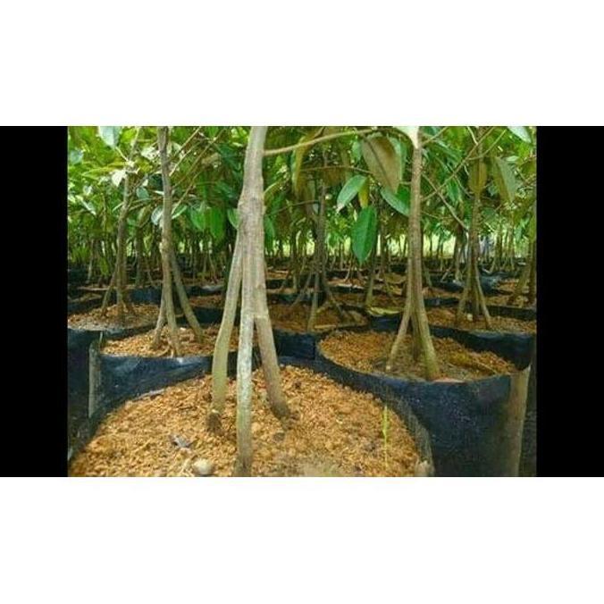siap berbuah Bibit durian musangking kaki tiga 3 - Pohon buah durian musang king bisa COD