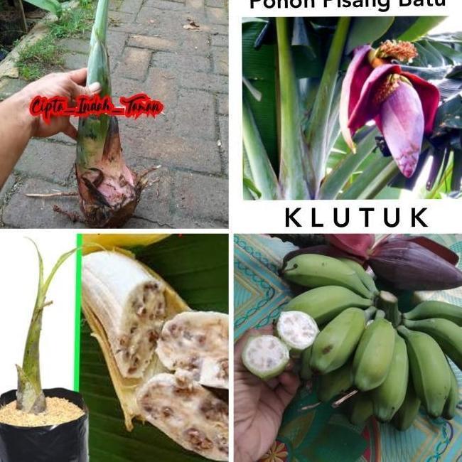 Tanaman pisang batu | bibit pohon pisang | tunas pisang batu ATV