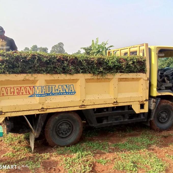 TERBARU rumput gajah biasa/paitan ukuran 1 engkel 200 meter BISA GRAB