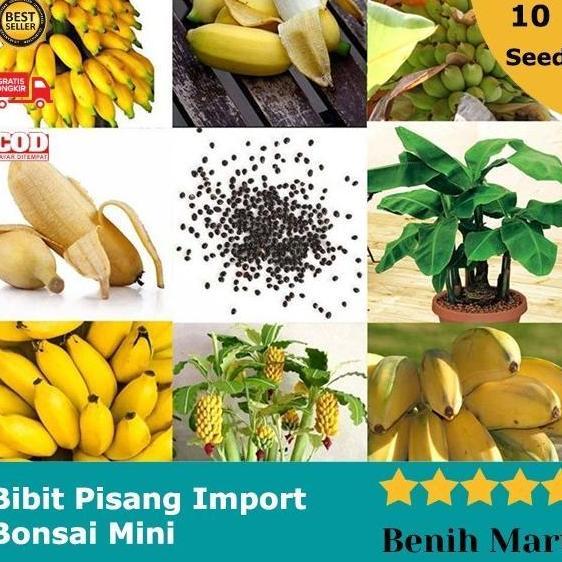 Biji Pisang Bonsai Mini Bibit Buah Import ATV