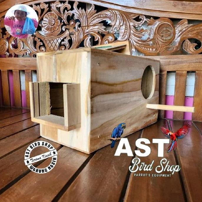 PROMO - Glodok jalak bali jalak putih penempatan kiri