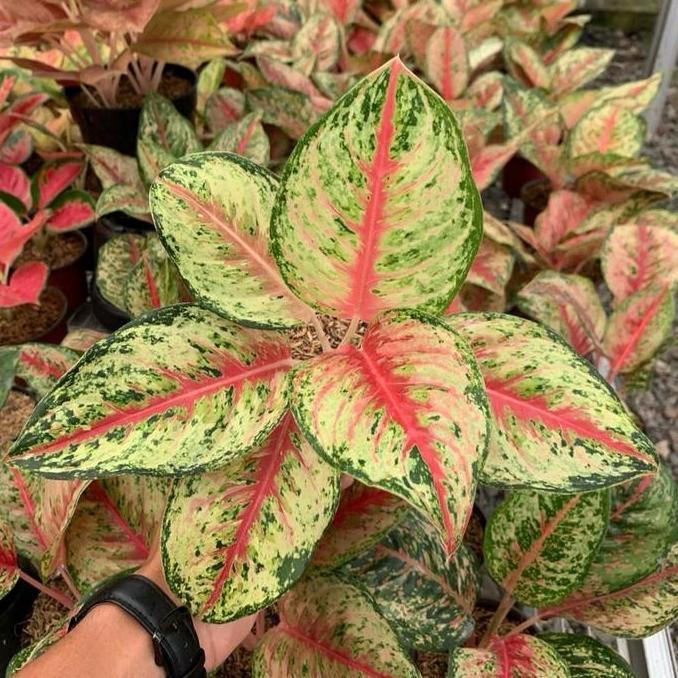 Promo Tanaman hias aglonema sweet dream - Aglonema sweet dreams COD