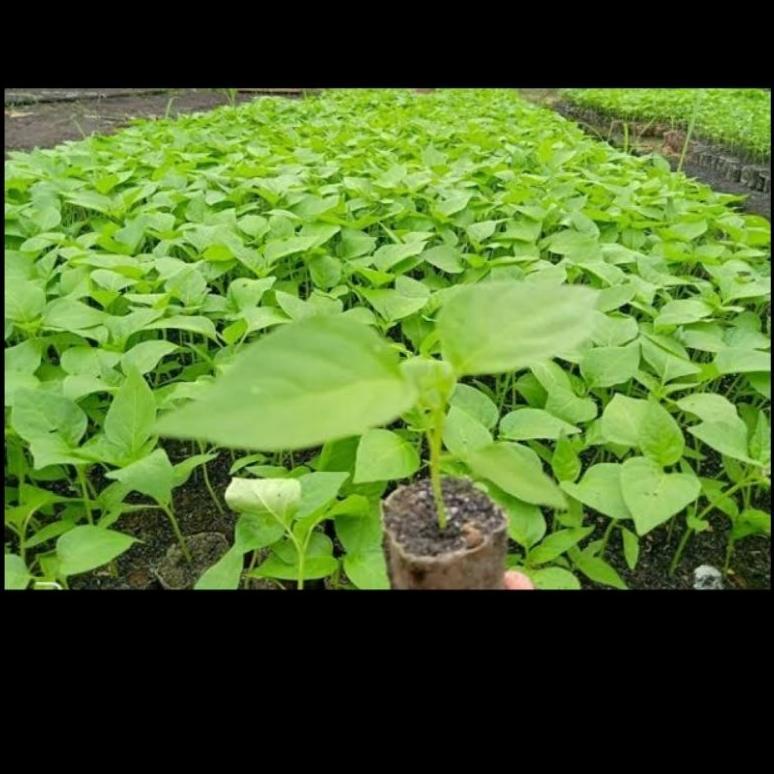 Bisa Cod Polybag Semai Isi 1000/Polybag Cabe/Pp Bening Benih Tanaman ,,
