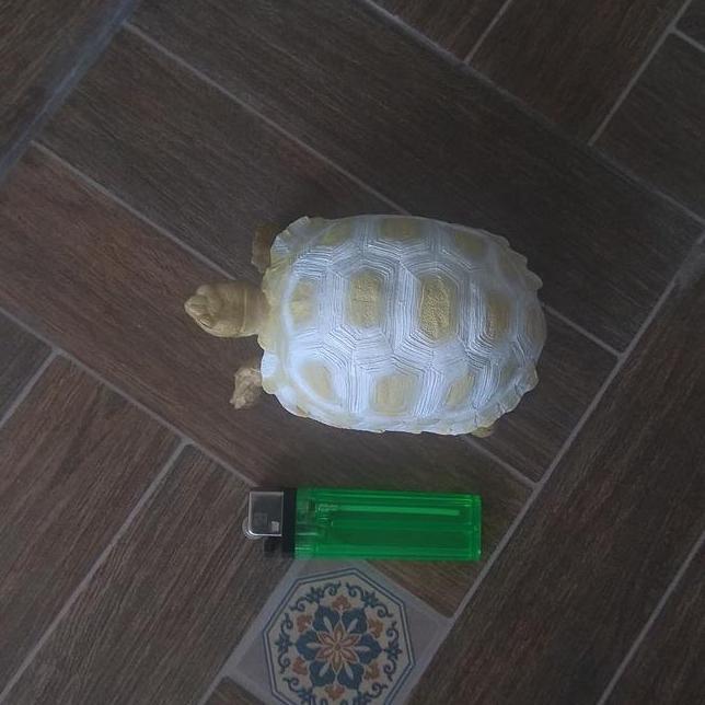 Patungresinpajanganhiasanmainansouvenir Kura Darat Sulcata Albino