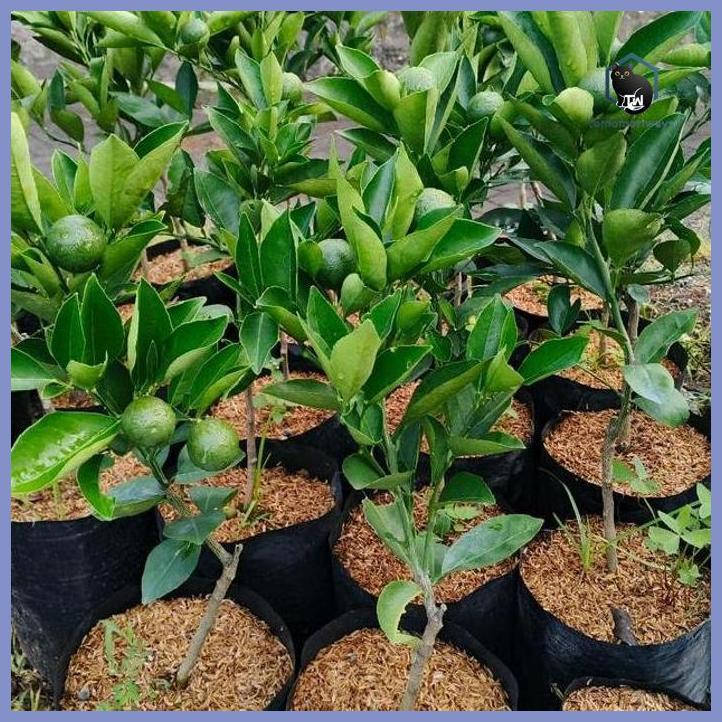 BIBIT JERUK SUNKIST MADU RIMBUN BERBUAH ATAU BERBUNGA TAMAN TANAMANA BIBIT PEKARANGAN HIASAN BUAH BU