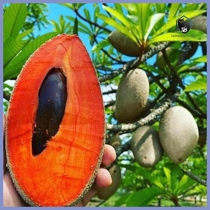 BISA BERBUAH DI POT BENIH MAMEY SAPOTE SAWO JUMBO ISI 10 BIJI TAMAN TANAMANA BIBIT PEKARANGAN HIASAN