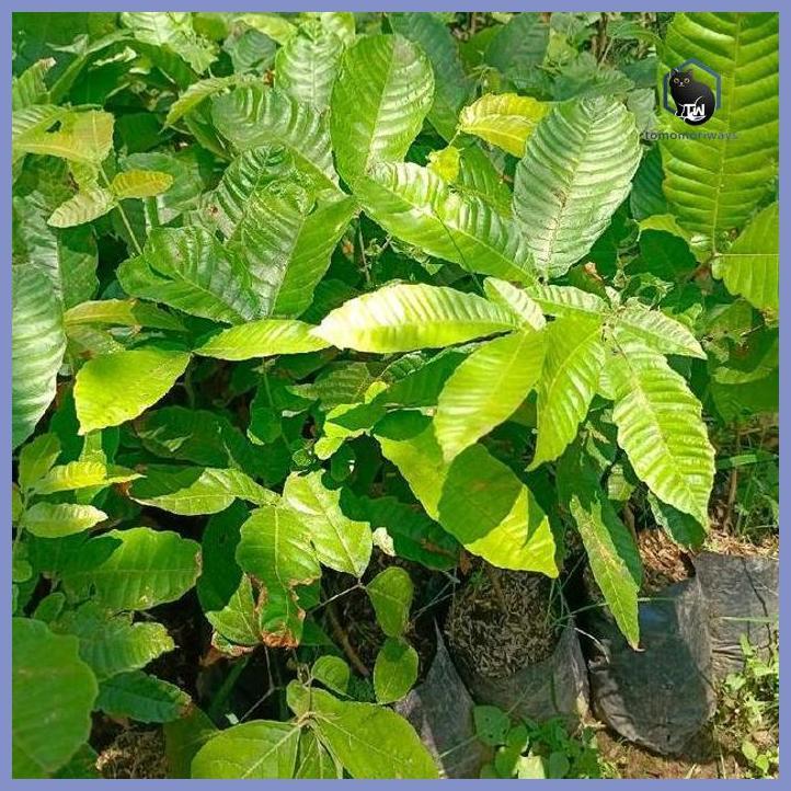 BIBIT MATOA SEEDLING TINGGI 60CM - SIAP TANAM TAMAN TANAMANA BIBIT PEKARANGAN HIASAN BUAH BUNGA