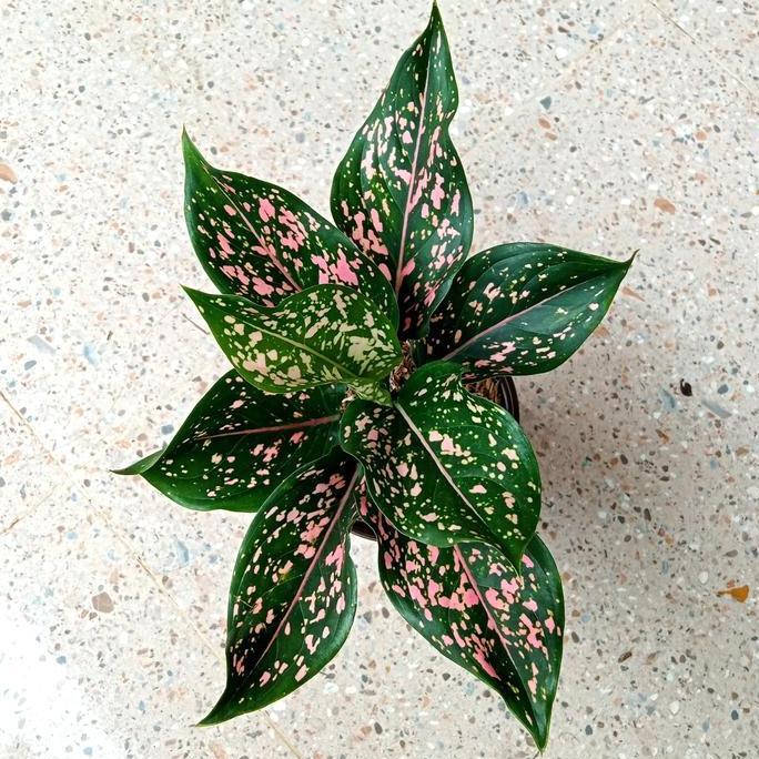 Aglonema Pink Dalmation Remaja