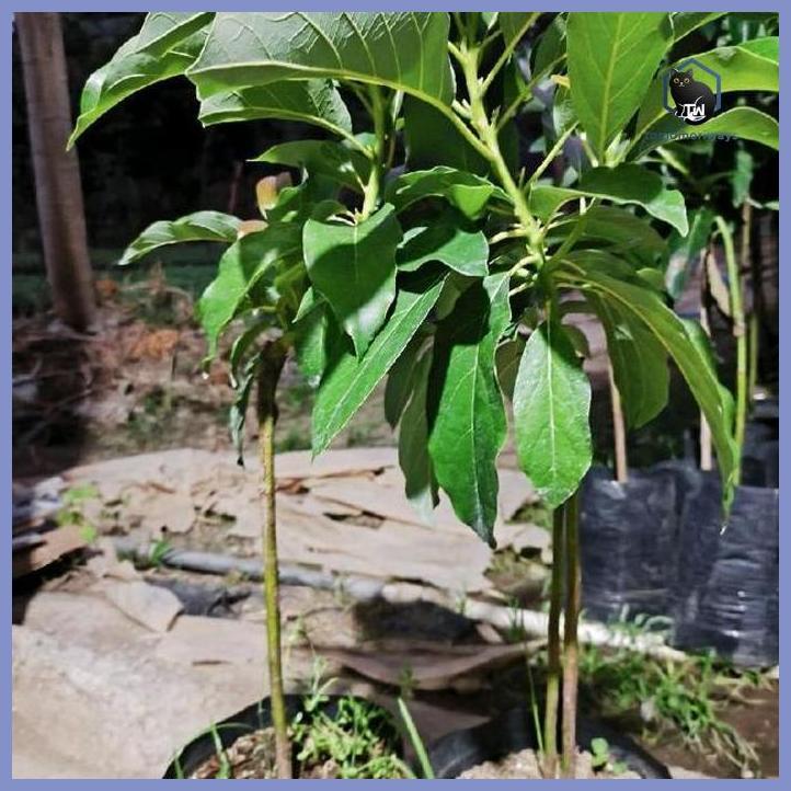 BIBIT ALPUKAT JENIS MIKI,MARKUS,ALIGATOR,HASIL OKULASI CEPAT BERBUAH(1PAKET ISI 2BIBIT) TAMAN TANAMA